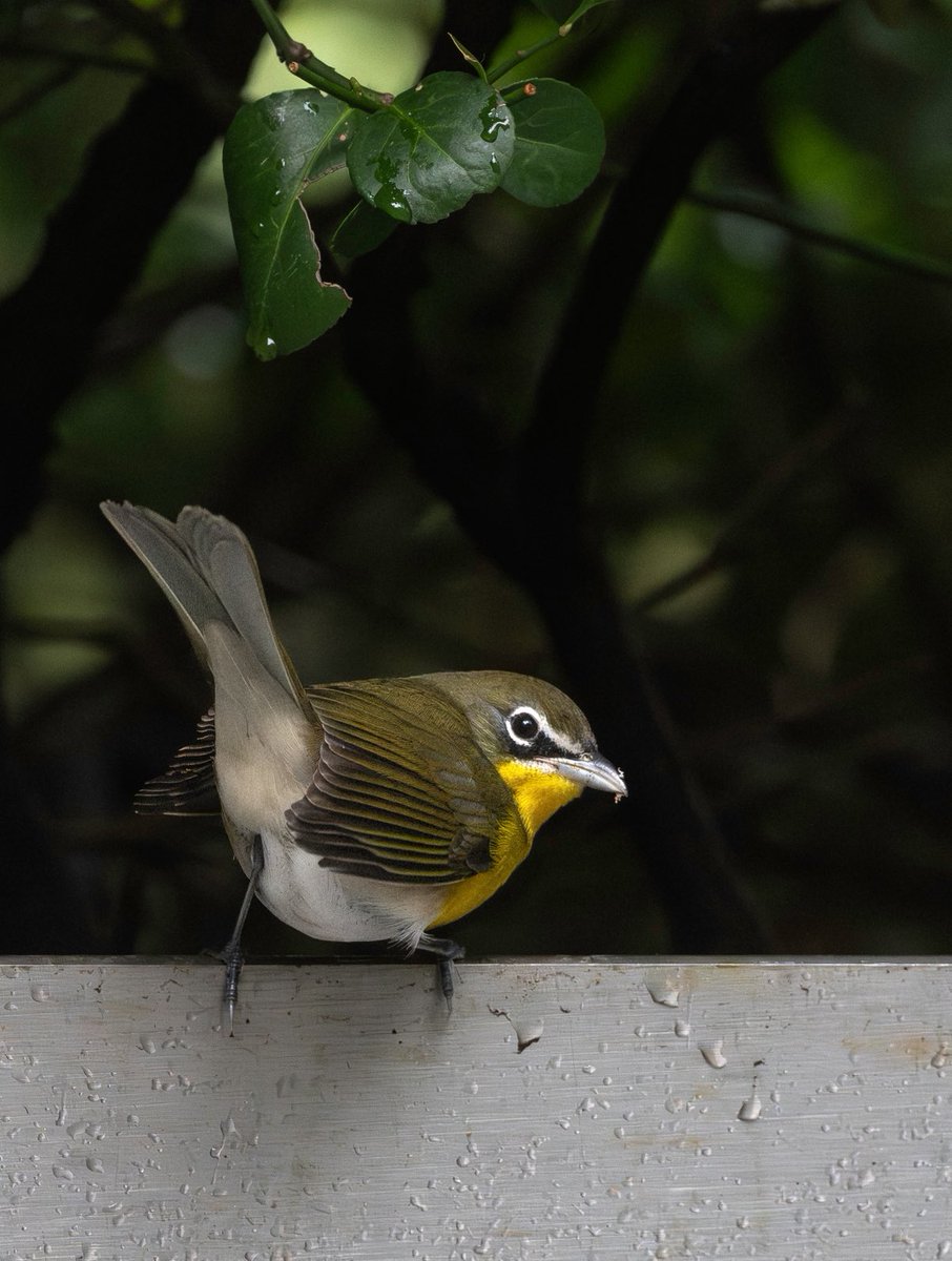 jacquelineUWS's tweet image. Cheeky yellow-breasted chat in Verizon Plaza.💛

#birdcpp #birding