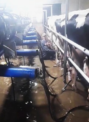 #SOStambos
Anoche en Napaleufú, cerca de Tandil llovieron 140 mm en 40 minutos ... a las vacas hay que ordeñarlas...la fosa llena de agua, agua por todos lados...pero se ordeñaron las vacas
