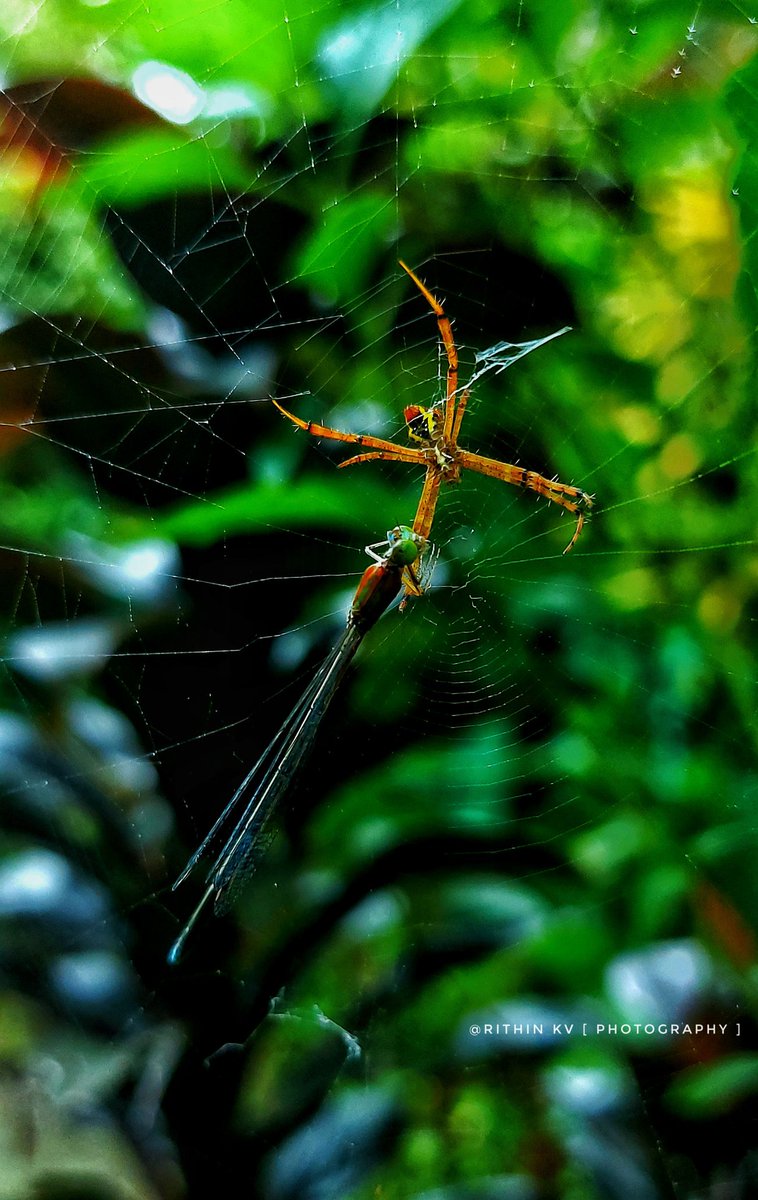 Iam_RITHIN_KV's tweet image. A quiet moment turns into a wild ambush.
The dragonfly didn't see it coming  but nature always plays by its own rules.
Macro magic, one frame at a time.

#MacroNature | #WildEncounters