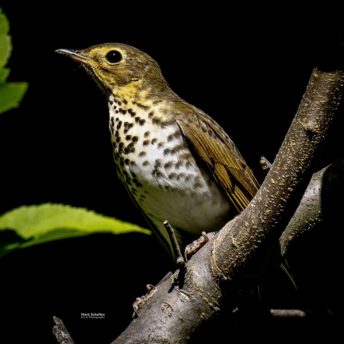 charlieschef's tweet image. Swainson&apos;s Thrush, Central Park, NYC  #birdcpp markscheflen.com #biodiversity #naturephotography #wildlifeconservation #swainsonsthrush