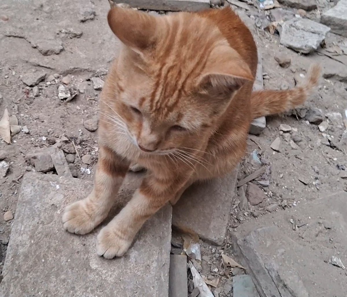 Our famîlies and cats are both struggling to surv¡ve. Our hômes were destr0yed, our businesses coll@psed, and our source of income is completely g0ne. We have no s@fe place to stay, no f0od to eat, and no way to provide for our children or our furry friends who depend on us every