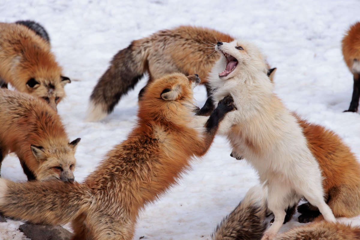 LIA🦊🔖へっぽこ tweet media