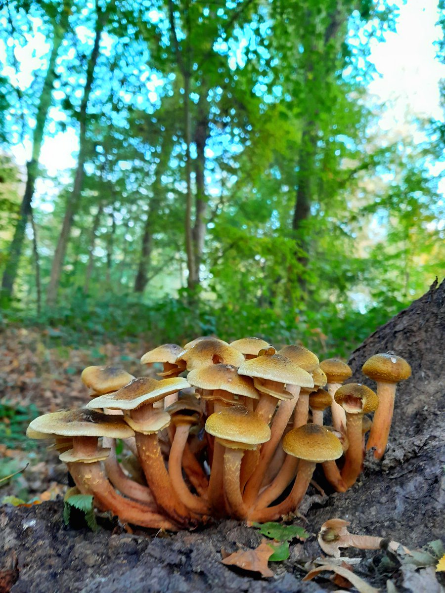 🍂🍄 L'automne au bois de Maroeuil (62).