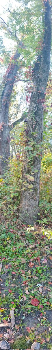 AndrewBuhman's tweet photo. Sometimes you stand next to something so old and ancient that you wonder at what it has witnessed.

#treeoflife #sundaystillness #naturelover #treewisdom https://t.co/wycMBX73wK