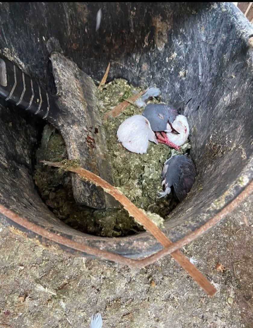 Mandy van de Kerkhof tweet media