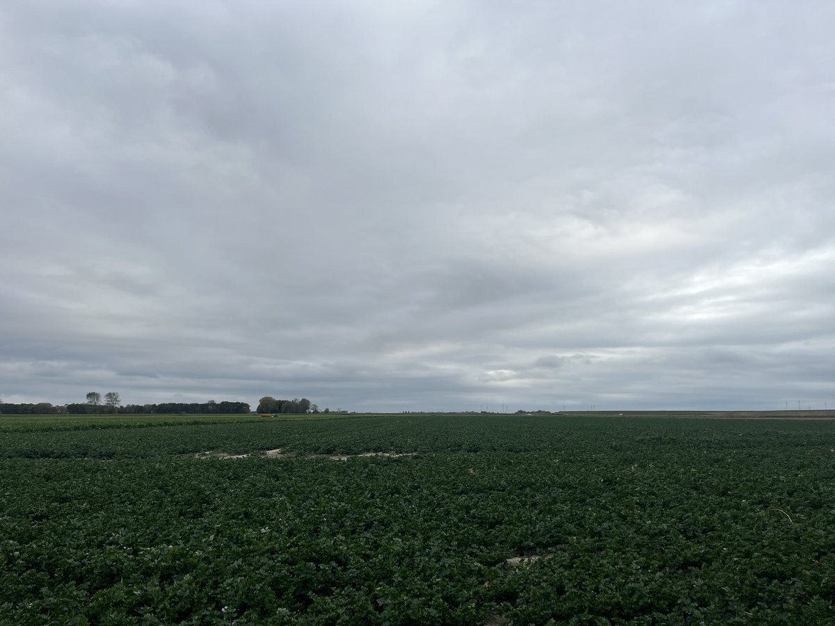 Rondje op de #akker. Gisteren de laatste aardappels geoogst. Uiteindelijk 7ha moeten beregenen om zonder beschadiging te kunnen oogsten. #teelt25 #harvest25