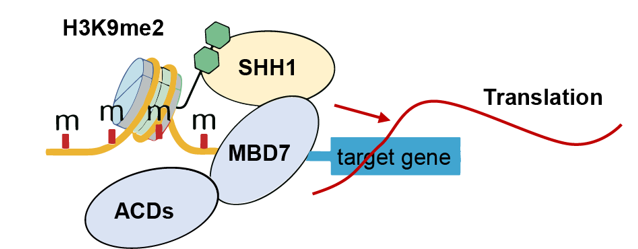 SHH1 cooperates with the DNA methylation reader MBD7 to suppress transcriptional silencing of promoter-methylated genes in Arabidopsis #research #PlantCommunications cell.com/plant-communic…