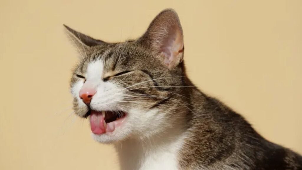 C 🎸🖤 tweet media