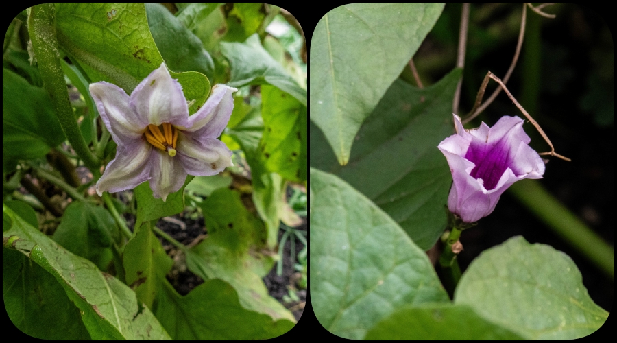 Groente is gezond en lekker maar de plant, en dan met name de bloem, kan er ook mooi uitzien, zoals links de Aubergine en rechts de Zoete aardappel.