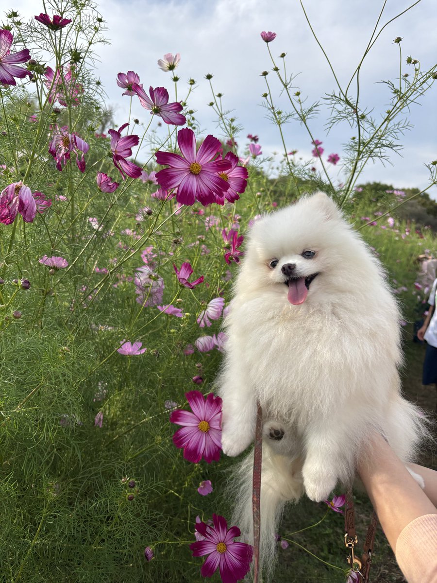 昭和記念公園のコスモスとポメラニアン

いつの間にか立川がメガシティに進化してました