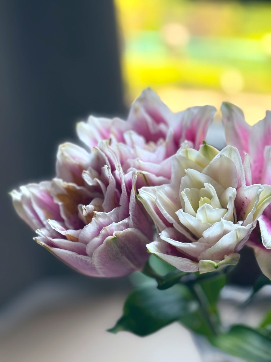 Amaryllis