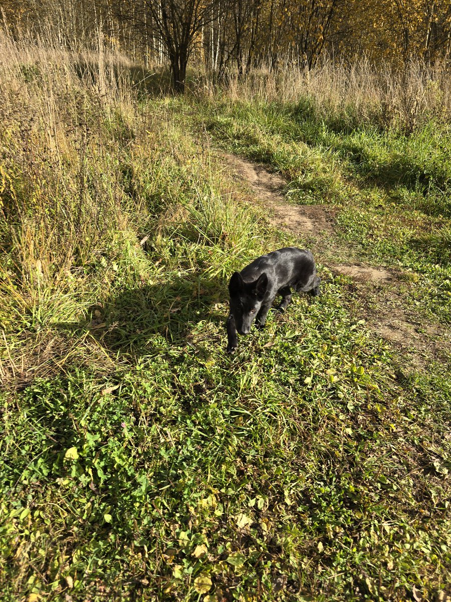 ghoap_guard_dog's tweet image. Any guesses what breed the lil ghost is? Maybe someone can guess how old he is?
(I&apos;m working on the next part, guys! I&apos;m waiting for your guesses, If anyone guesses correctly I&apos;ll post it today.)

#COD #CODMW3 #CODMW2 #Ghost #soapghost #Ghoap #SimonGhostRiley