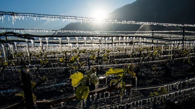 Heladas de primavera: el desafío silencioso que enfrenta la vid
vinosypasiones.com/2025/10/12/hel…