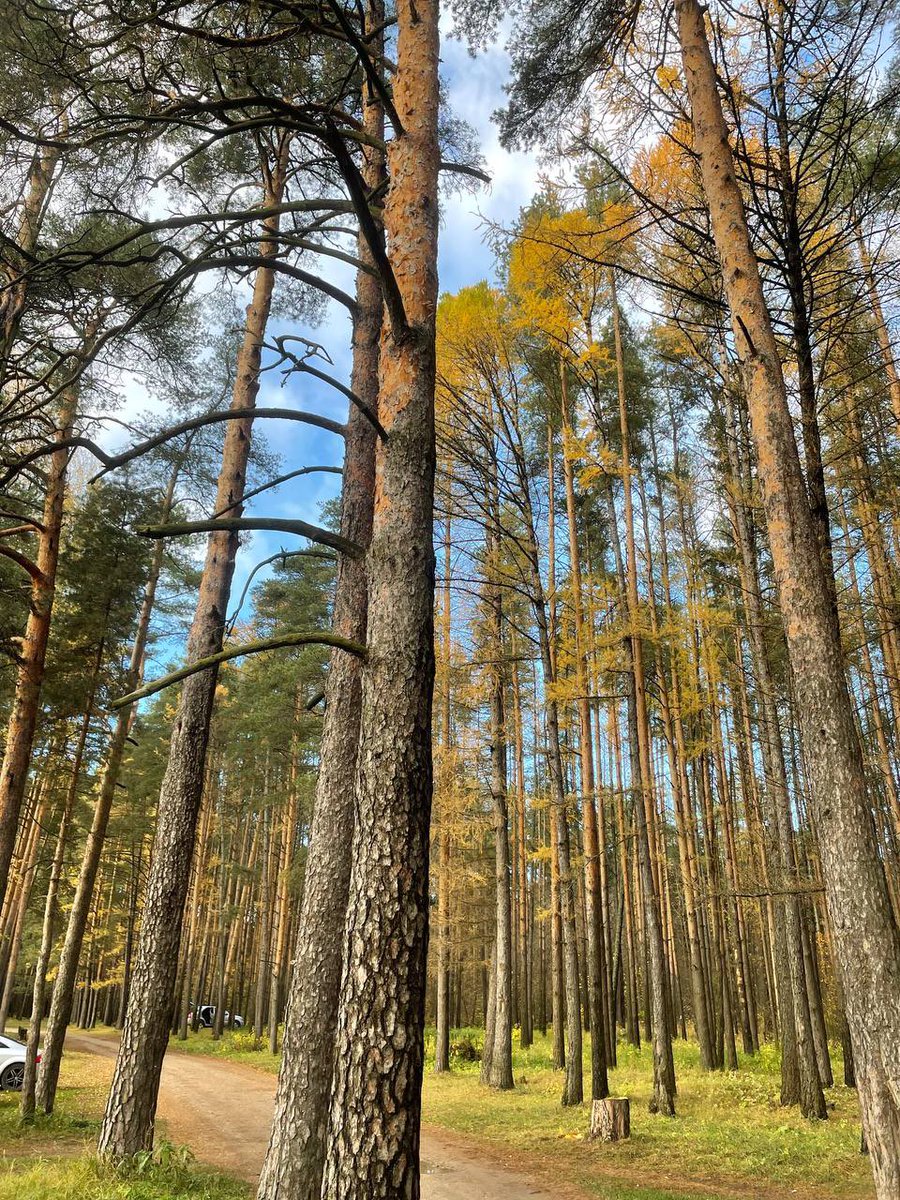 Just_Pavel_'s tweet image. Our autumn. #Russia #Yaroslavl