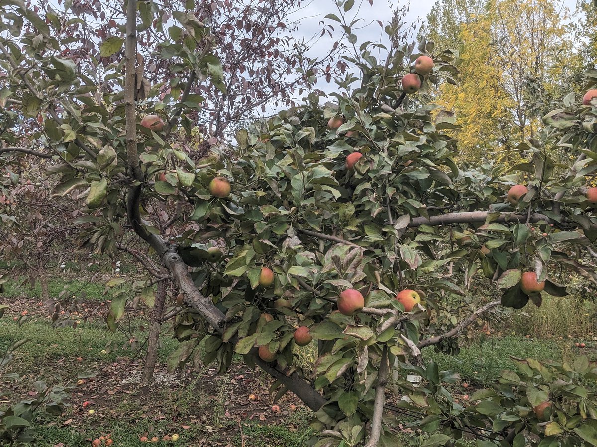 FullstackFellow's tweet image. I'm all for "an apple a day keeps the doctor away" but when I'm in the orchard I'm always curious if that can be an amortized cost or if it has to be on a payment plan.