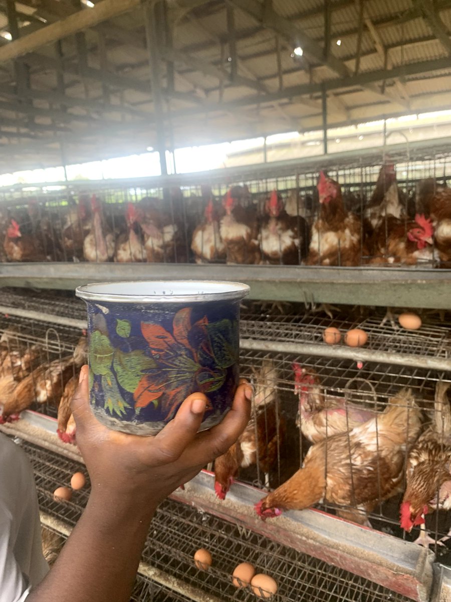 At OAU T&amp;R Farm, specifically at the poultry units, we feed the chickens and clean their environment with adequate water to ensure maximum egg production.

#internshipstudent #fayomifash