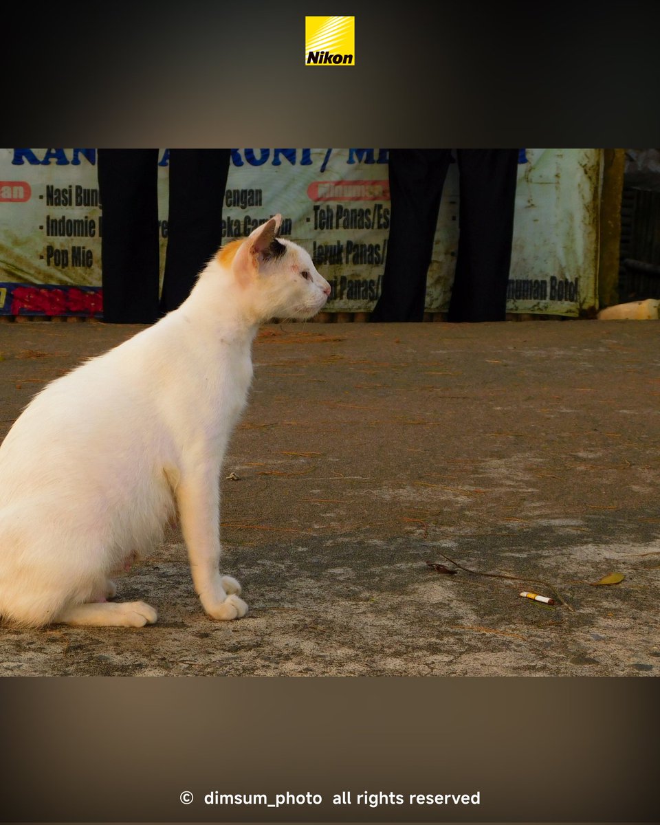 dimassss_06's tweet photo. Beach Cat
-
-
-
-
-
📷: Nikon Coolpix B500
#cat #catlovers #photographer #lightroom #fotografia #photo #art #adobelightroom #nikon https://t.co/AME7IwdlwI