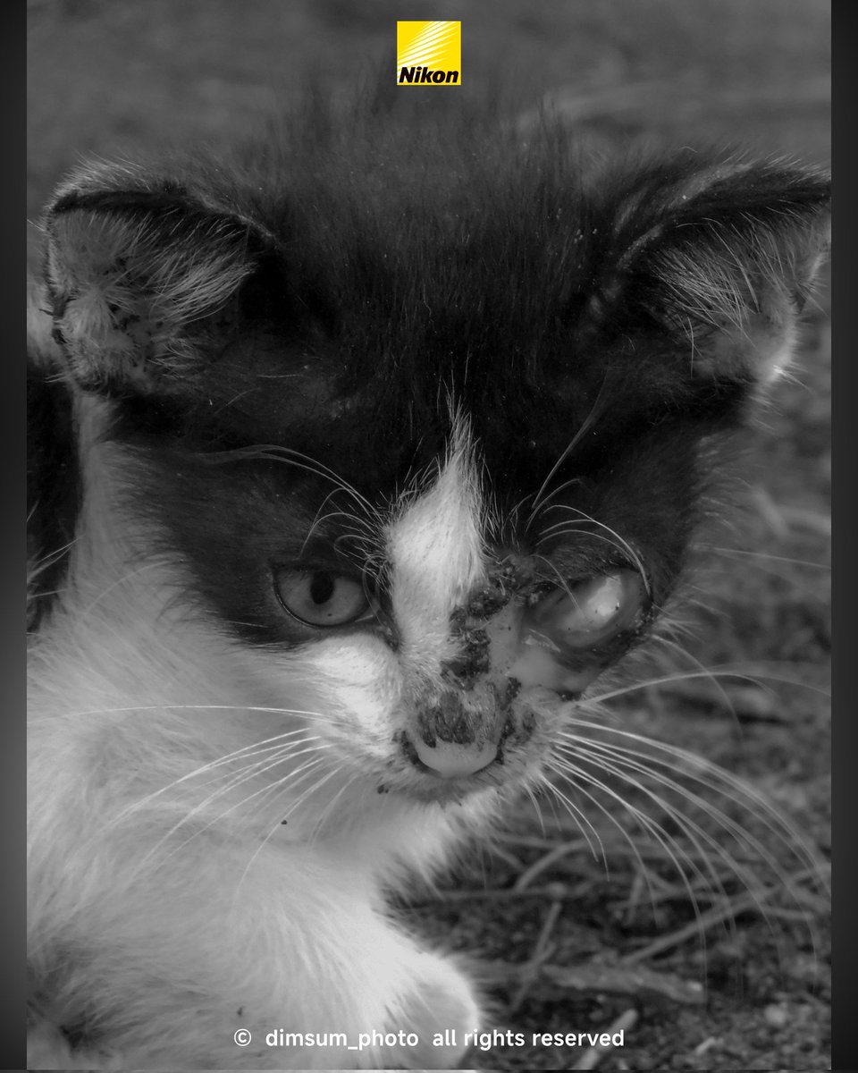 dimassss_06's tweet photo. Beach Cat
-
-
-
-
-
📷: Nikon Coolpix B500
#cat #catlovers #photographer #lightroom #fotografia #photo #art #adobelightroom #nikon https://t.co/AME7IwdlwI