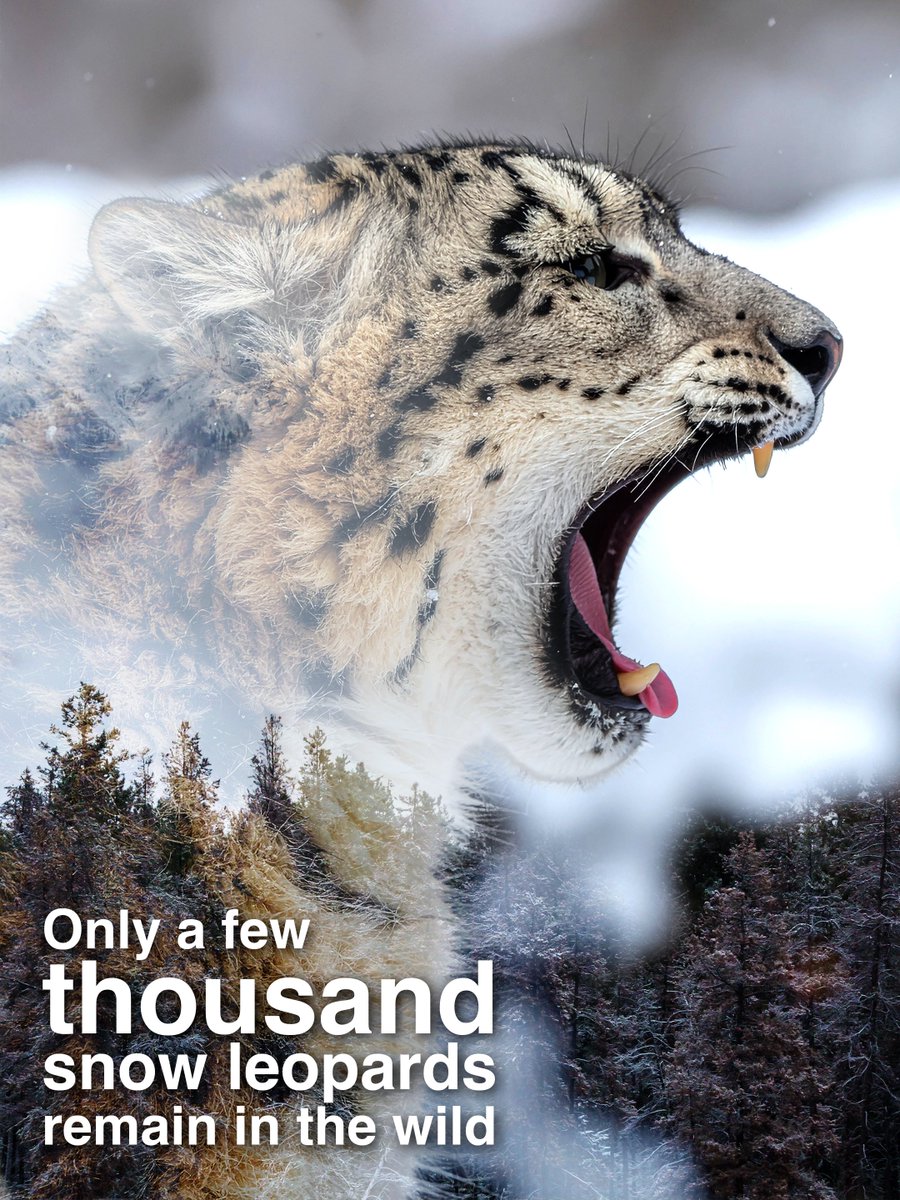 SLF_PAK's tweet photo. Only a few thousand Snow leopards remain in the wild.
But on October 23rd, something changes.
A global movement.
The countdown begins... #23for23
#23for23 #SnowLeopardMovement
#SnowLeopardDay https://t.co/w0onlIAnHu