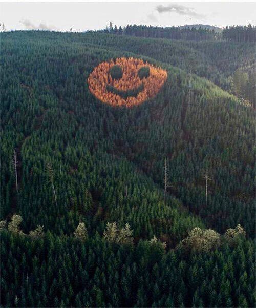 AMAZlNGNATURE's tweet image. David Hampton planted douglas fir and larch trees in a forest in Oregon to resemble a face. Every autumn the larch pines turn orange and the smiley face stands out

 The face is about 300 feet in diameter. 
 rope was used to measure the circle douglas fir was planted for the eyes…
