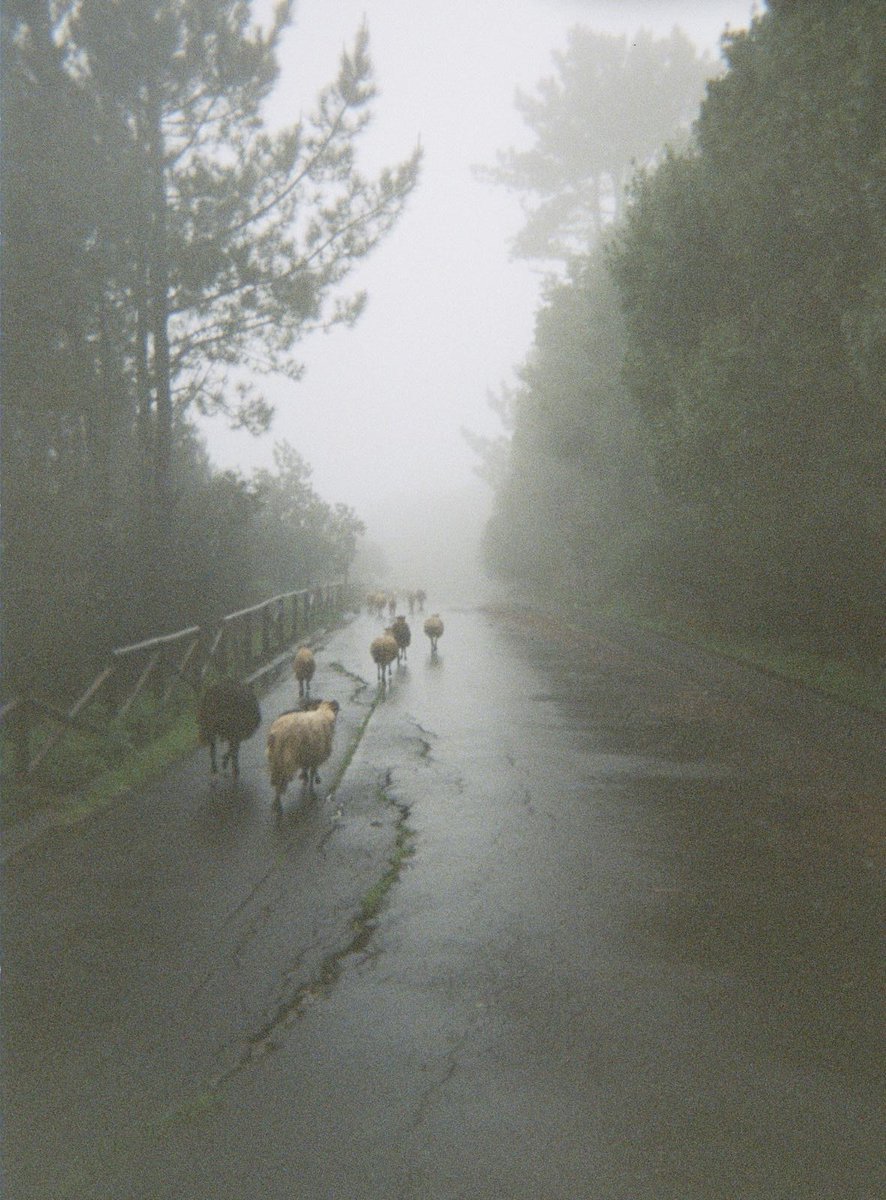 Achilles tweet media