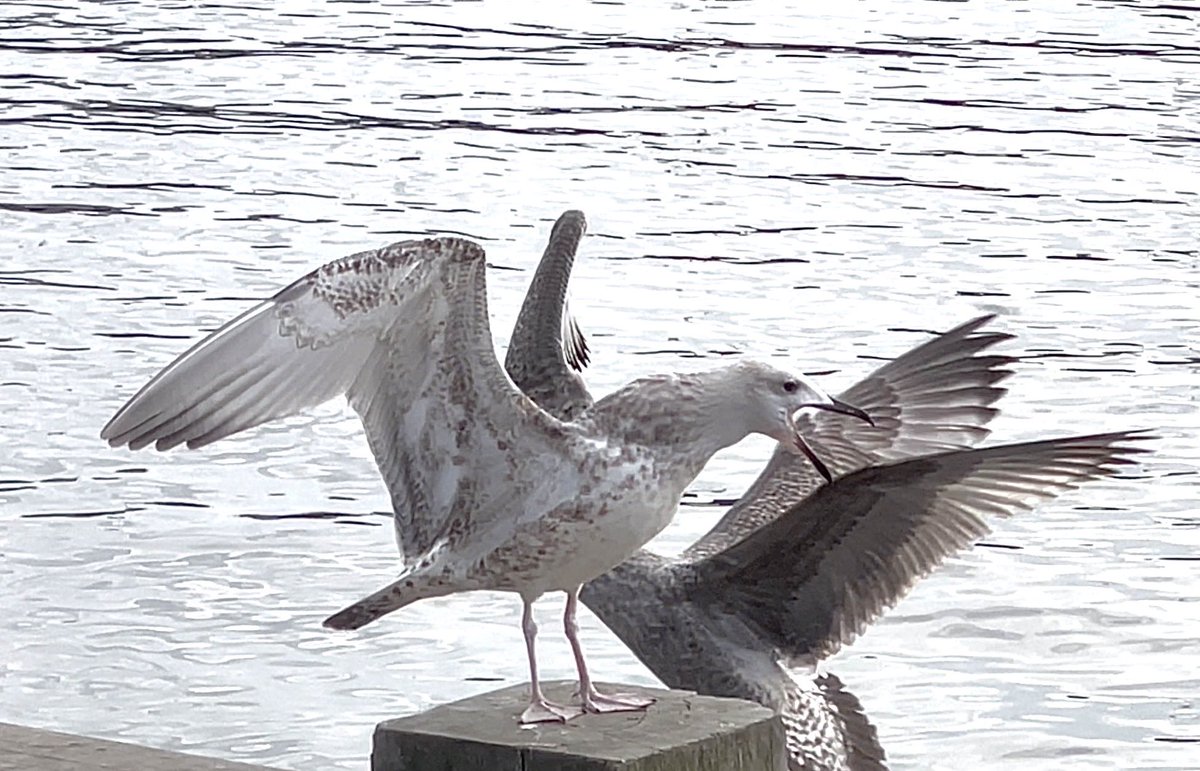 Marcuslanius's tweet photo. 1w Casp Scarborough harbour https://t.co/yw7QIoGnj5