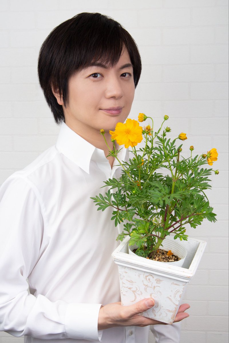 キバナコスモス