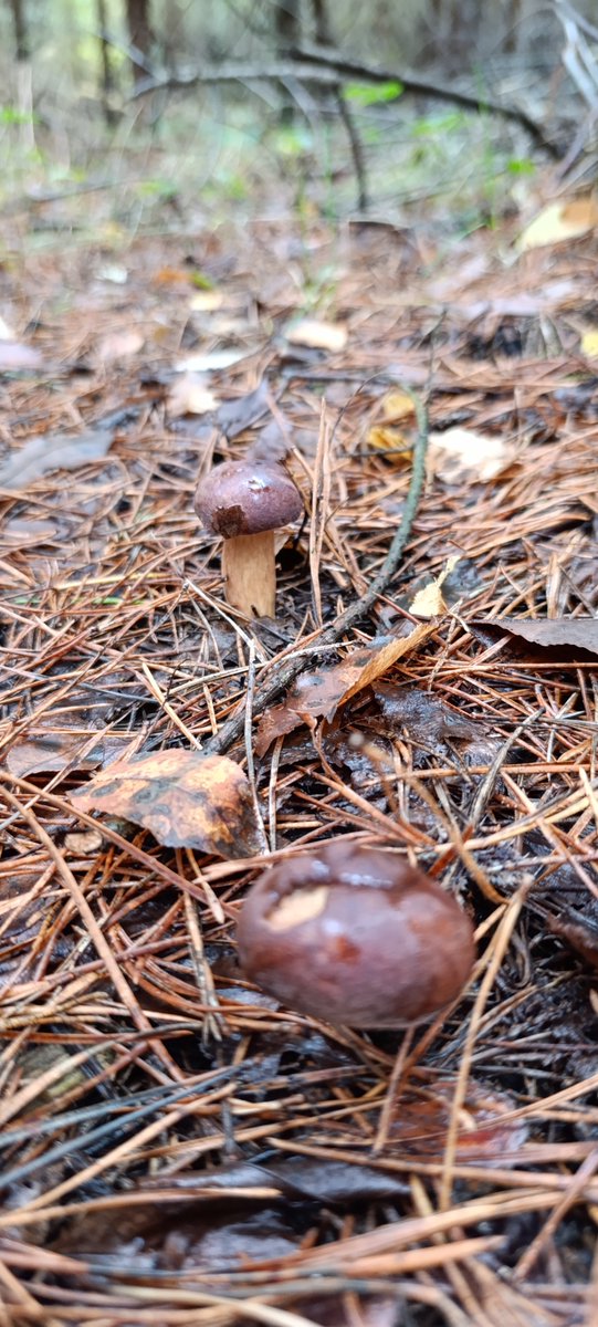 teamKNW's tweet image. #sundayvibes #niedziela #grzybobranie #grzyby #Mushrooms 🍄