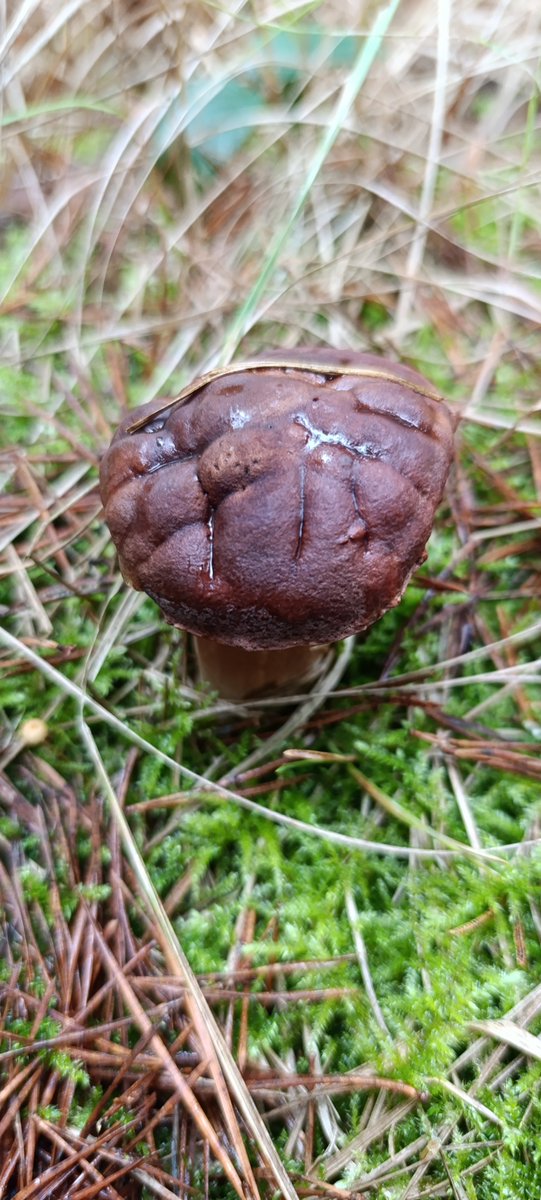 teamKNW's tweet image. #sundayvibes #niedziela #grzybobranie #grzyby #Mushrooms 🍄
