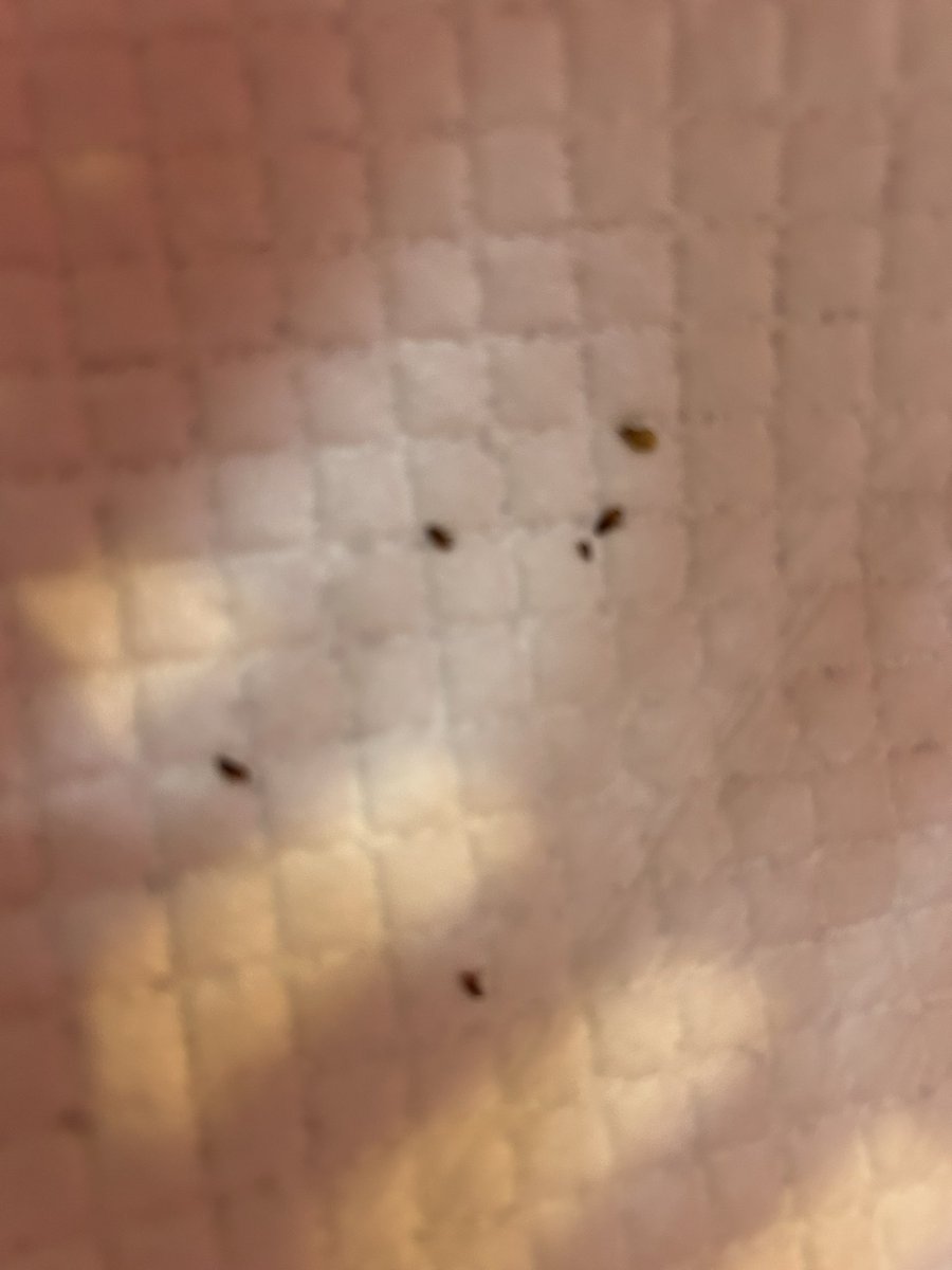 下痢が酷い
ノミもたくさん

シェルターに到着後
ミルクとシャンプーと
耳掃除とノミの薬を

大きめの仔は
ロイカナムースも食べられたけれど
小さい仔は強制的に与えれば
ゴクンとはしてくれる感じ

外で生きるのは過酷です
衰弱
交通事故
病気や怪我などで
人知れず
命を落とす仔がどれ程いるのか