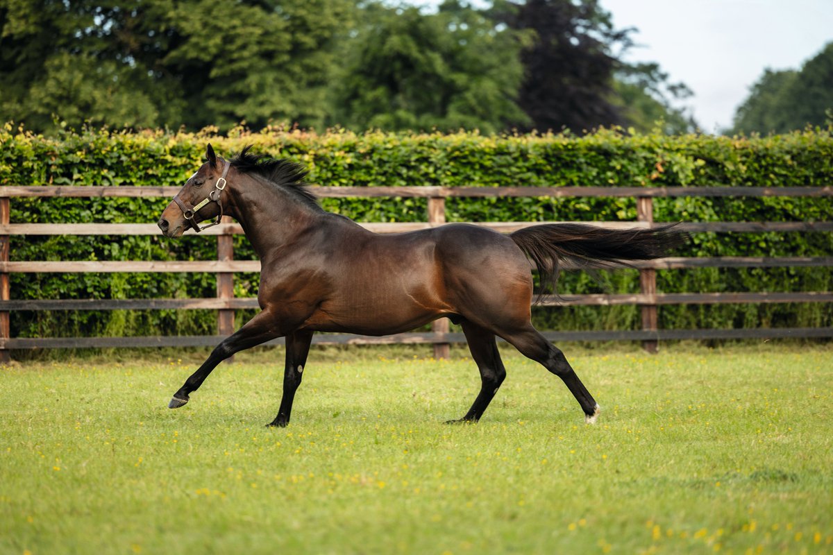 DarleyEurope's tweet image. New Stakes winner for #BluePoint 🔵

His three-year-old daughter Love Words lands the Listed Premio Elena e Sergio Cumani over a mile at Milan 🏆🇮🇹

Congratulations to her breeder Soc Finanza Locale Consulting 👏