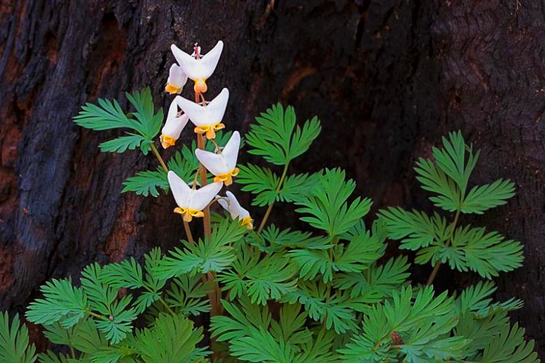 geologyBits's tweet photo. 🟥 🪴 Dicentra cucullaria
Commonly known as Dutchman's breeches, is a delicate, spring ephemeral perennial in the Papaveraceae family, native to rich woodlands of eastern North America.

❤️ 🔁 #DutchmansBreeches #SpringEphemeral                                                        

🎞️ @hlh101010
📸 https://t.co/jQ3HNqrz1F - Tim Giraudier
▶️ Emerging from a cluster of compound bulbs or corms to form fern-like, glaucous blue-green foliage in basal tufts up to 30 cm (12 inches) tall and wide, with finely divided, bipinnate leaves resembling parsley.

From April to May, slender, arching racemes (10–20 cm long) bear 4–10 nodding, heart-shaped white flowers (1–2 cm long) with spurred tips resembling upside-down pantaloons or breeches.

Each petal pair forming a pouch that releases pollen when disturbed, attracting early bumblebees.

After seeding, the plant goes dormant by early summer, thriving in shaded, humus-rich, moist soils with excellent drainage.