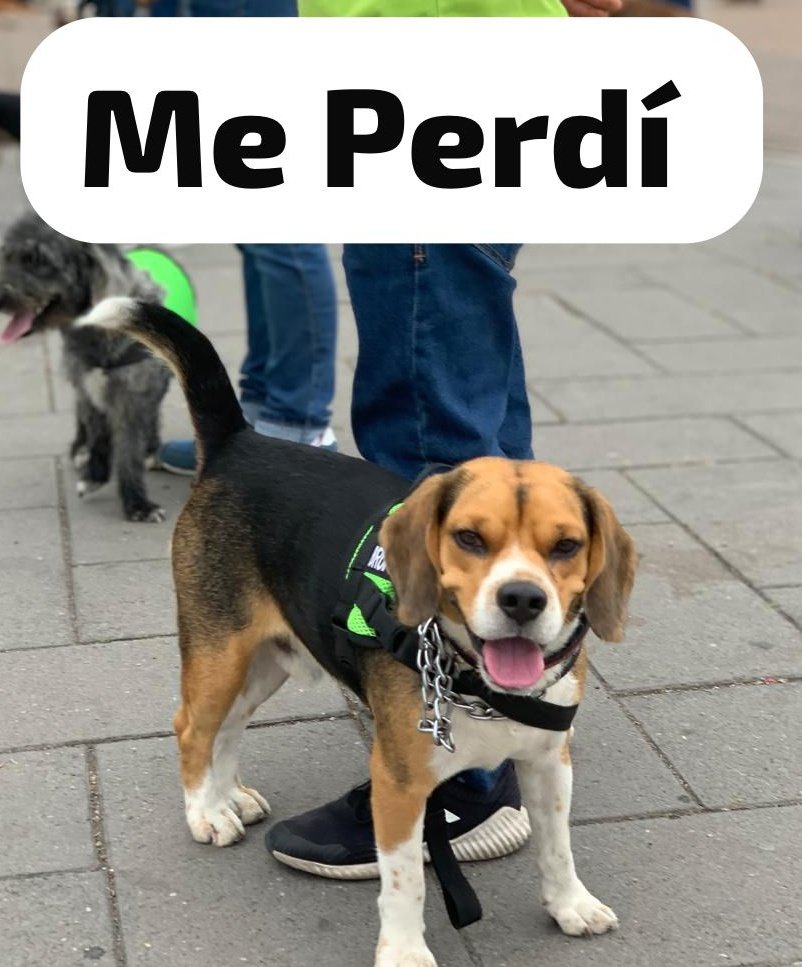 AlertaMePerdi's tweet photo. #PERDIDO #GUAYAQUIL
Nombre: #BRUNO
Fecha: 12/10/25
Sector: Norte, Urdesa Central, Antonio Sánchez y Guayacanes 
Sexo: Macho
Raza: Beagle
Obsv.: Blanco con café y negro 
Contacto: 0991053278
¡Ayúdalo a volver con su familia!
#AlertaMePerdí https://t.co/S5sKn9irKT