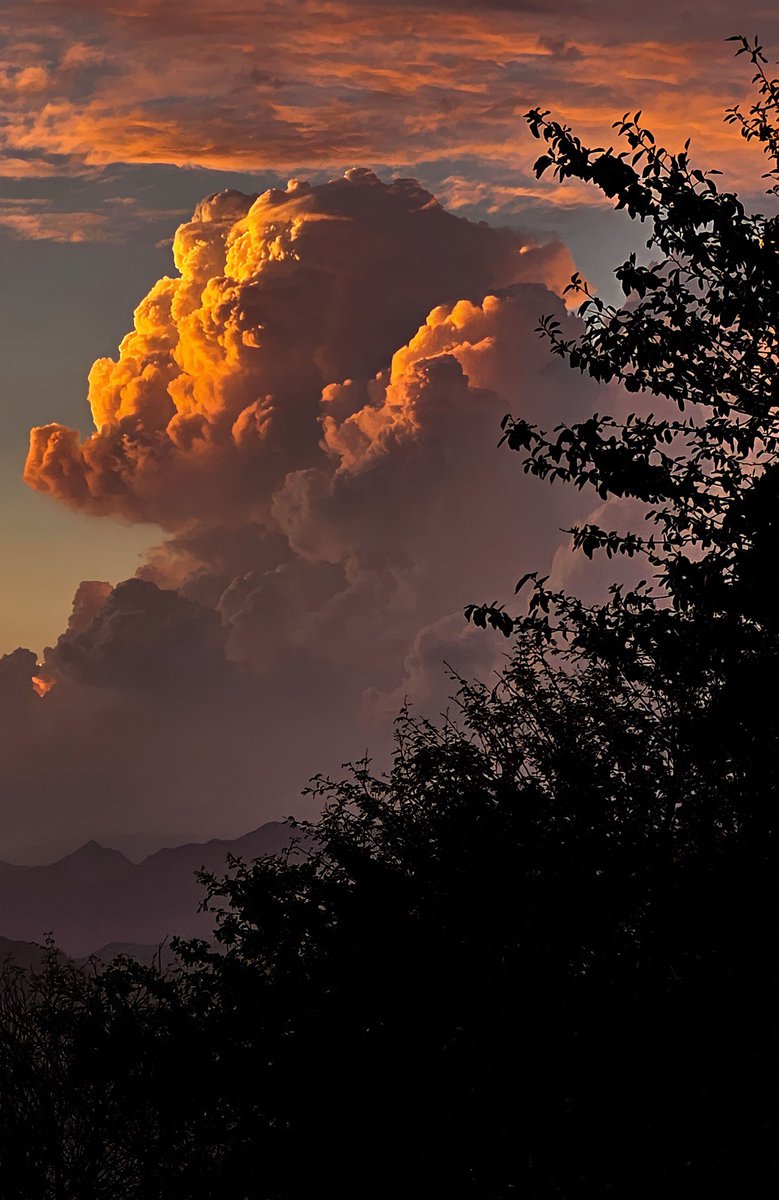 𝘄𝗮𝗹𝗲𝗲𝗱 tweet media