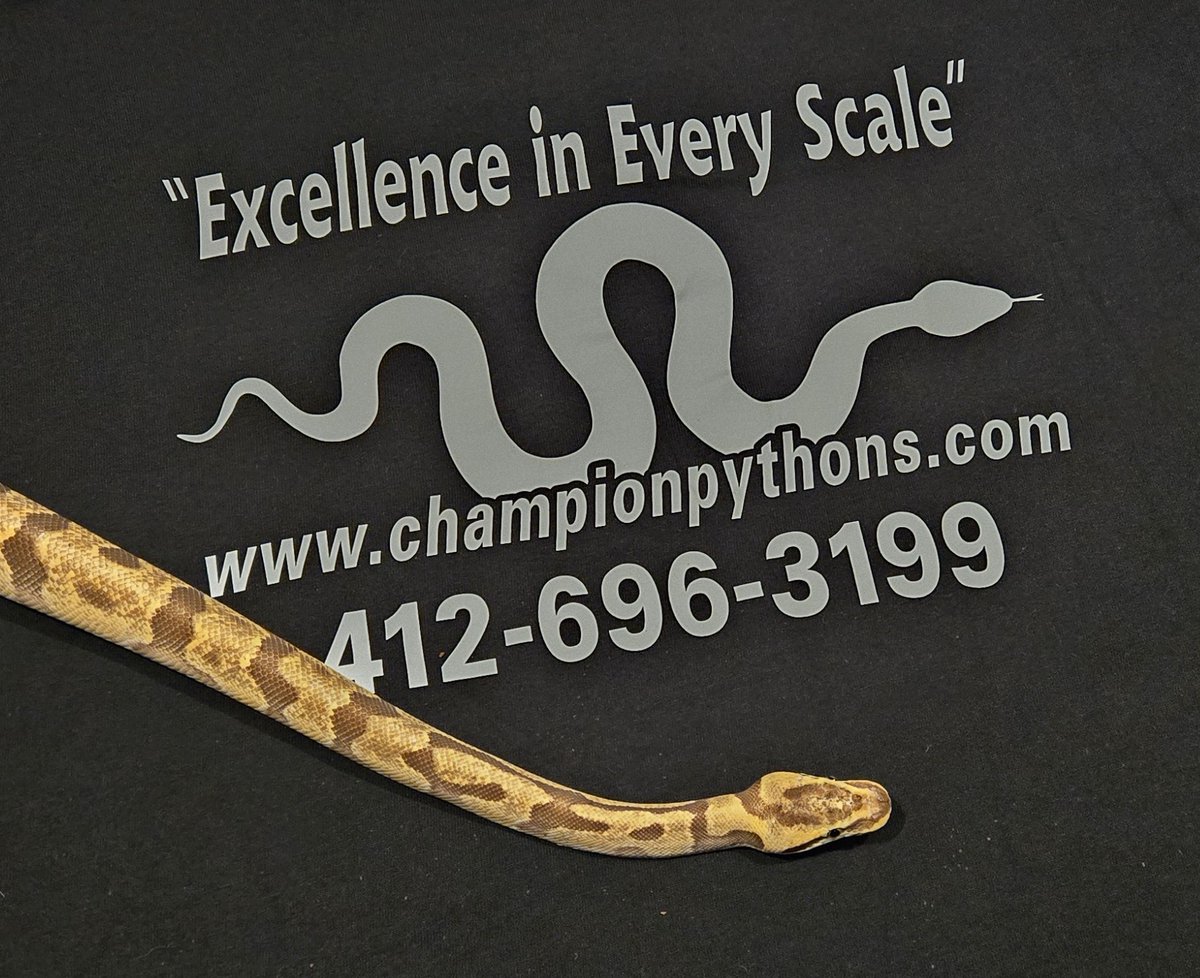 champpythons's tweet image. Excellence In Every Scale 
championpythons.com