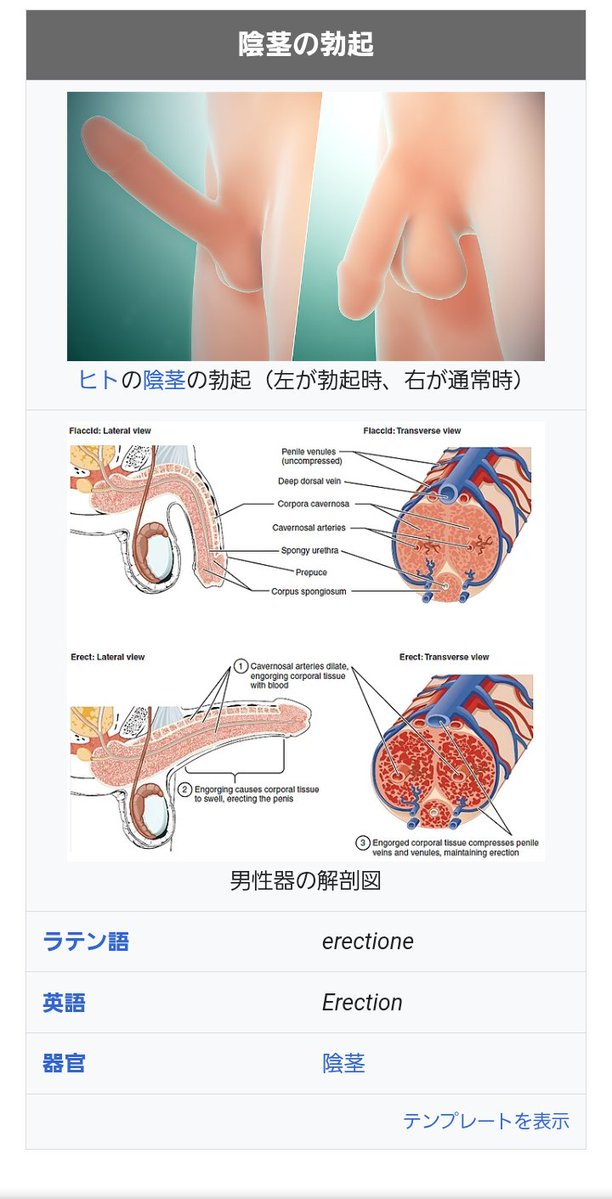 Wikipediaさん、男の勃起の長さ、皆の参考にするには長すぎませんか🫢？

20cmくらいありそう😳