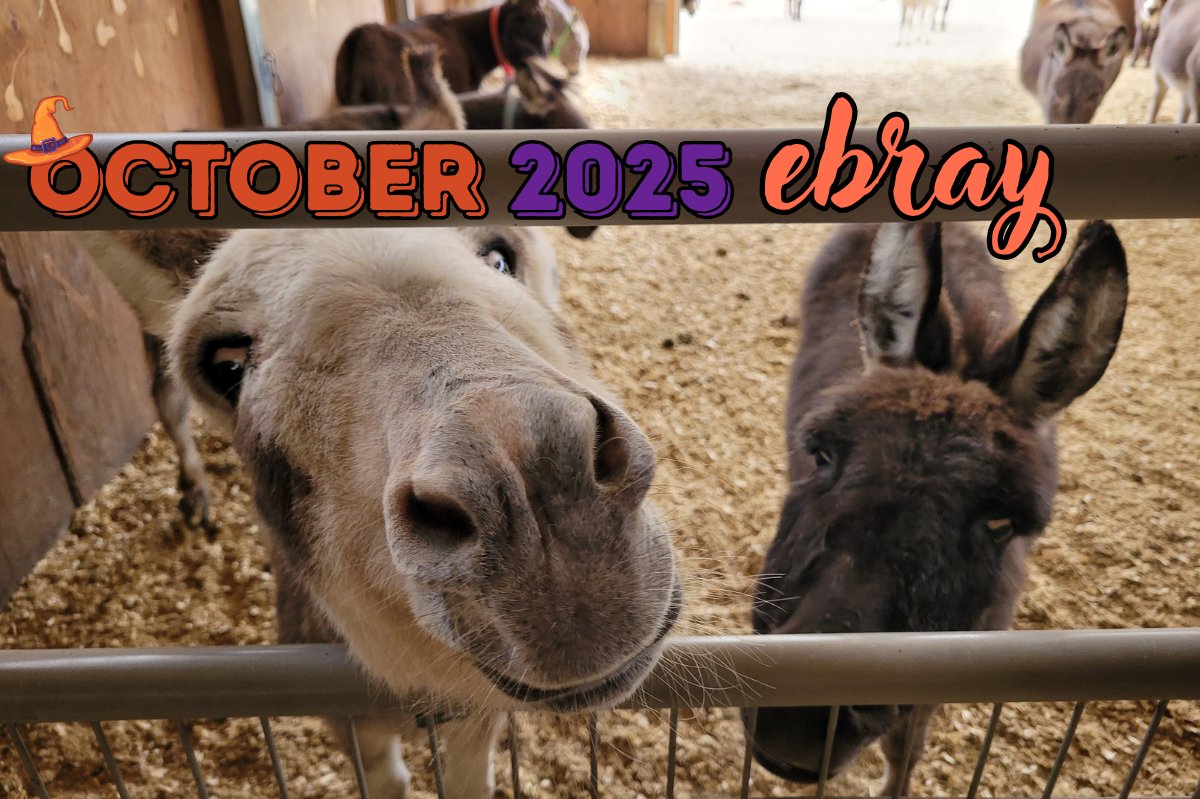 donkeyrefuge's tweet photo. 🐎October 2025 E-Bray - Bella's Vet Visit, Calendars, Rita &amp; More!- https://t.co/TqWNHtDMPu https://t.co/qKAR18b62H
