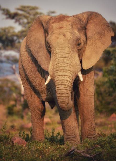 AyshahAwan's tweet image. &quot;When I look into an elephant’s eyes, I wonder about all the things he has seen. The world needs its elephants and so do we.&quot;
Lysander Christo
#SaveTheElephants 🐘 
#endpoaching #BanTrophyHunting
