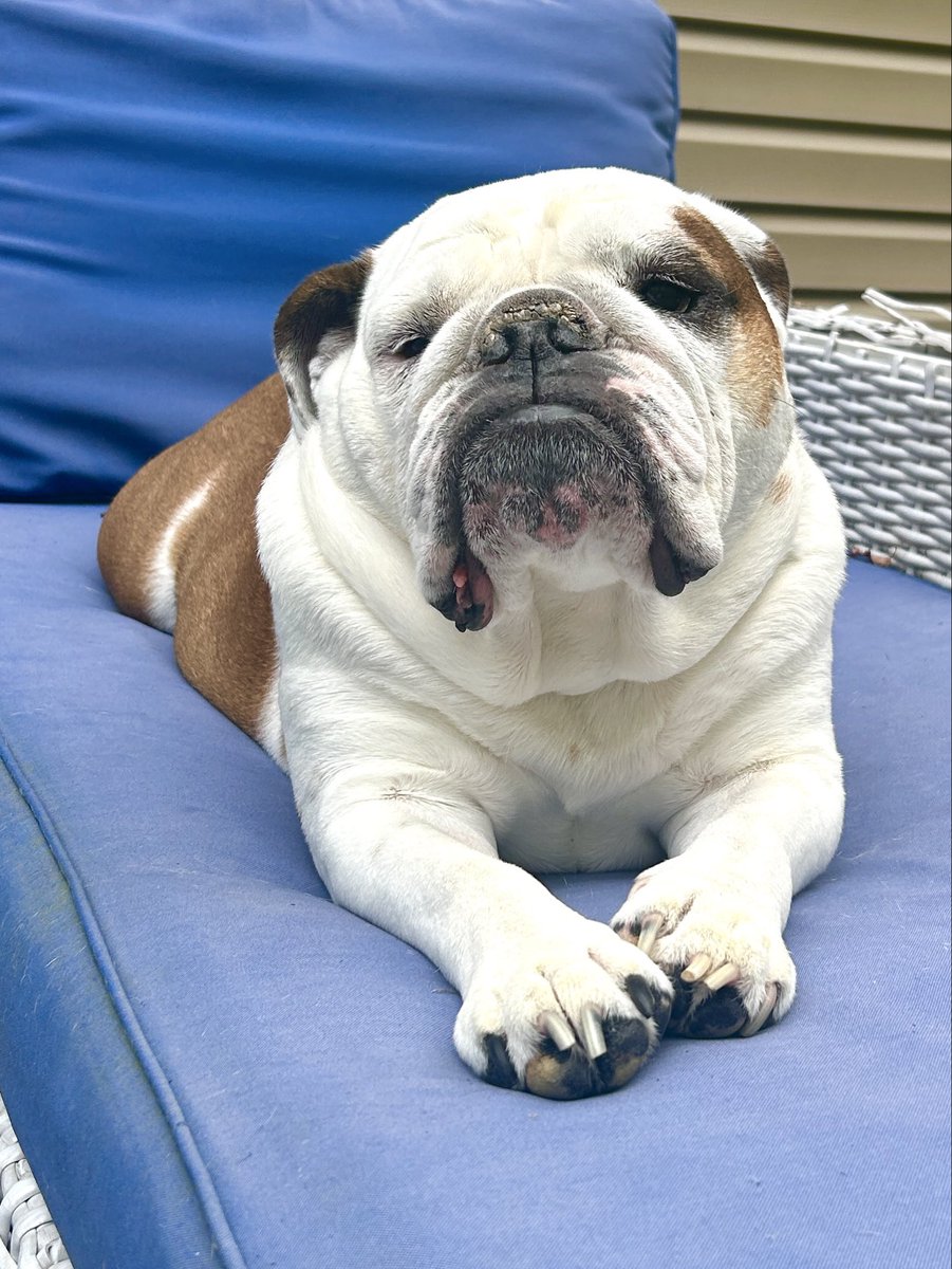 No it’s not time to go in.  I’ve waited all year for Bulldog Weather.  If it rains, I’ll come in.  Until then, I’m staying right here.