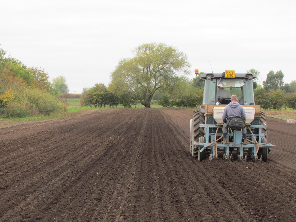 A satisfactory week behind us.  #Onions in, after sets held up by Plant Health at the docks.  #Beetroot all lifted into storage, after PTO snapped on topper half a bed from the end.  The new week brings a change of workers, let's see how that goes!
