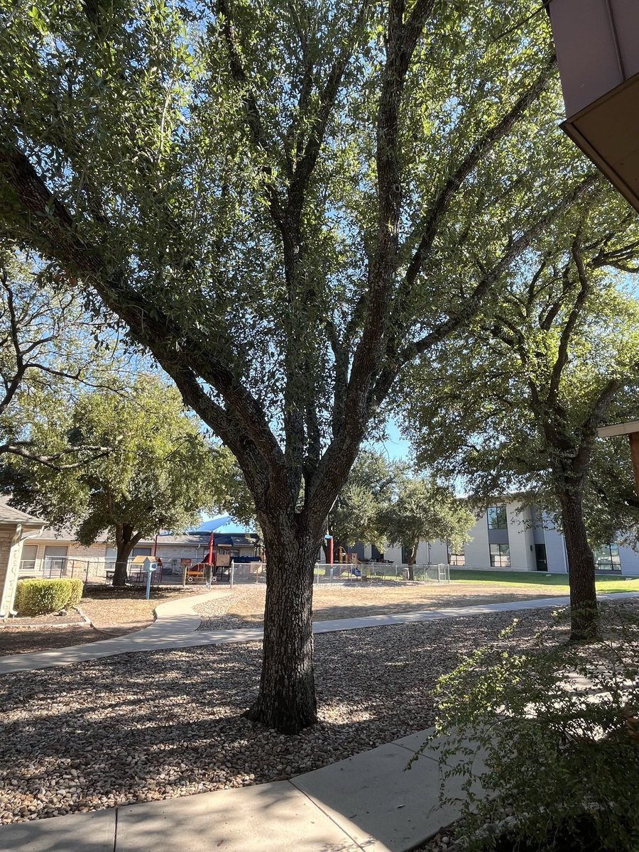 AdamIntrovert's tweet image. Be a good tree! “Every good tree bears good fruit, and a rotten tree bears bad fruit. A good tree cannot bear bad fruit, nor can a rotten tree bear good fruit. Every tree that does not bear good fruit will be cut down and thrown into the fire.” —Matthew 7:17-19
