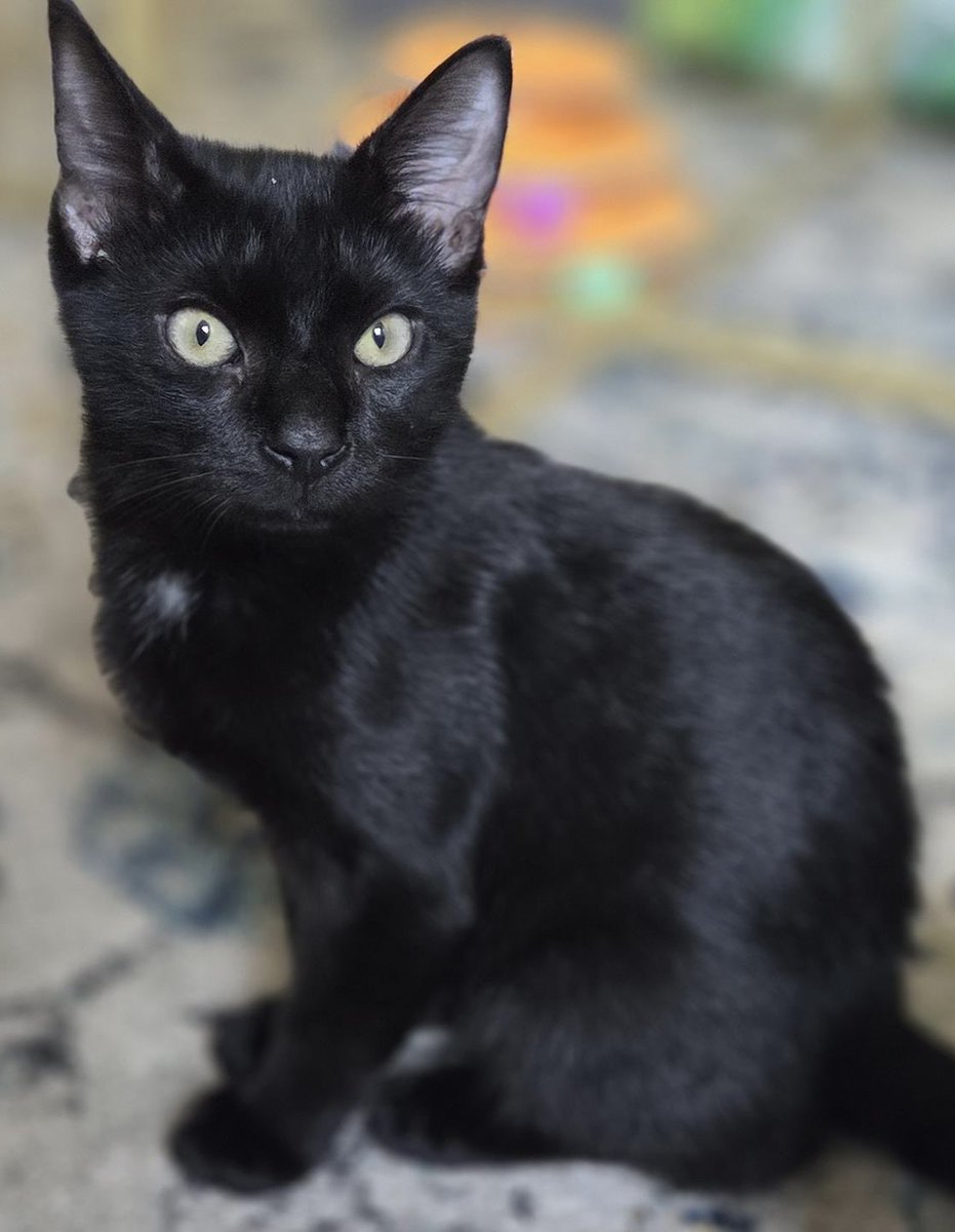 ProjectMEOW's tweet image. Meet Jonas Willows, a 5-month-old “house panther” with a tiny white bowtie patch and a big personality! 🖤 Playful, cuddly &amp;amp; full of zoomies, he’s ready to bring love and laughter to his forever home. 

Adopt Jonas today! projectmeow.org/adopt/adoption… #ProjectMeow