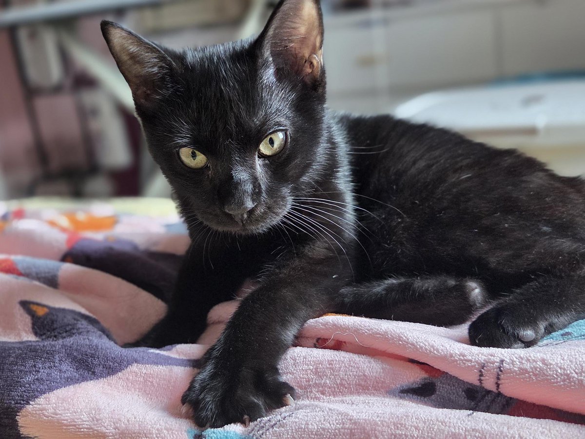 ProjectMEOW's tweet image. Meet Jonas Willows, a 5-month-old “house panther” with a tiny white bowtie patch and a big personality! 🖤 Playful, cuddly &amp;amp; full of zoomies, he’s ready to bring love and laughter to his forever home. 

Adopt Jonas today! projectmeow.org/adopt/adoption… #ProjectMeow