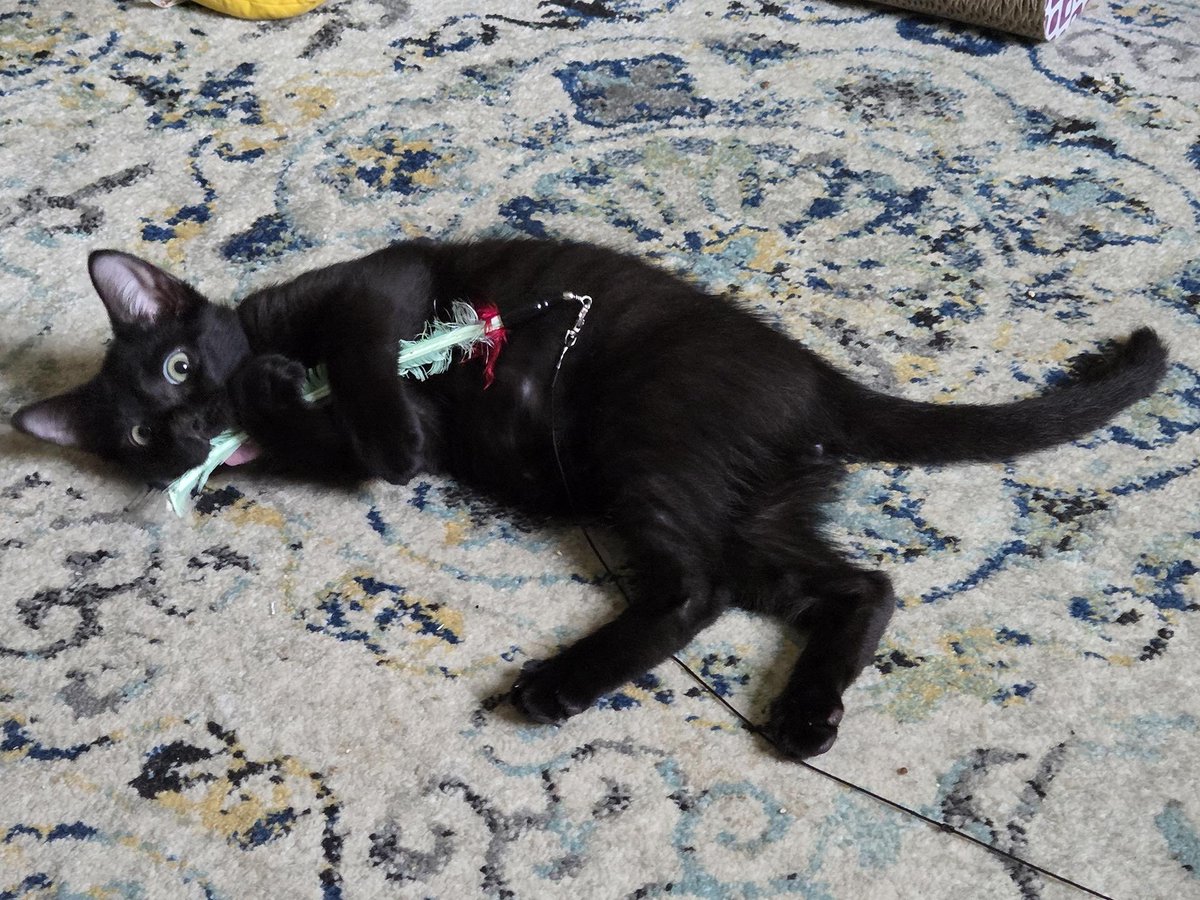 ProjectMEOW's tweet image. Meet Jonas Willows, a 5-month-old “house panther” with a tiny white bowtie patch and a big personality! 🖤 Playful, cuddly &amp;amp; full of zoomies, he’s ready to bring love and laughter to his forever home. 

Adopt Jonas today! projectmeow.org/adopt/adoption… #ProjectMeow