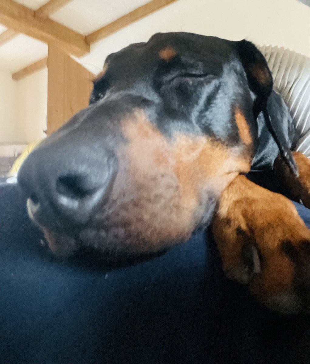 Walked &amp; now pooped 🤣🥰🐾💤💤💤
