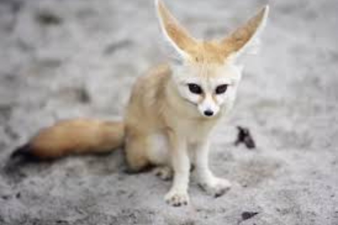 الثعلب له قصص بطولية….

 ولاكن كلها مع الدجاج 

عادي #ابو_عنتر يفوز على الوهميين  

لاكن مع الأقوياء ( يعود حلاق )