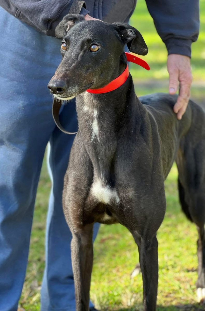 🚨 IMPORTANT – HAVE YOUR SAY🚨

Make sure you get your submission into the WA Greyhound Racing Inquiry 📝

I know everyone’s flat out 24/7 loving, caring for and racing their greyhounds – but this is one of those moments where your voice must be heard.

parliament.wa.gov.au/Parliament/com…