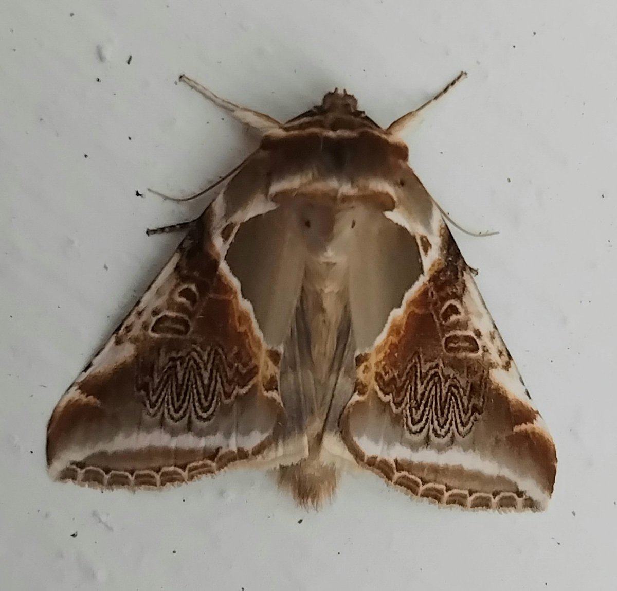 Michael Bell tweet media