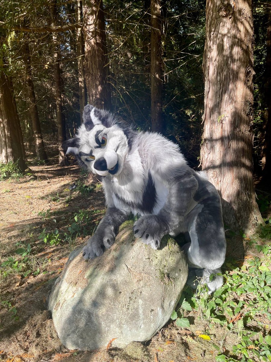 RawlyWolf's tweet photo. Good morning twitter. What are we outraged over today? Here’s a wolf snuggling a rock to take your mind off it! https://t.co/99OhX4sxJx
