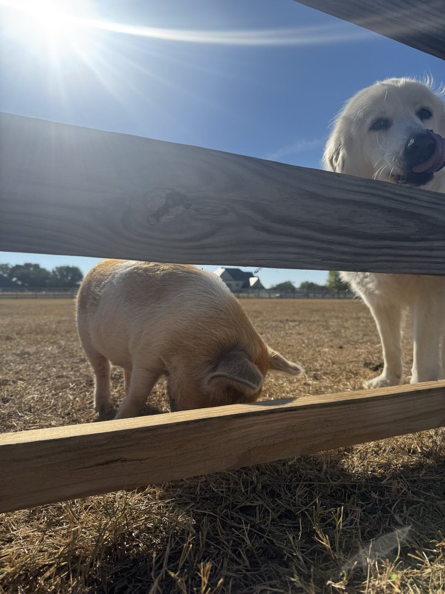 TuckerDordevic's tweet image. Barn deployed engineer (+pig)
